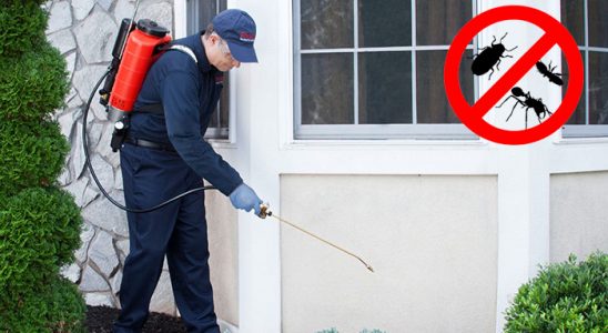 Doğançay Kemirgen İlaçlama böcek ilaçlama ve haşere kontrolü — ilaclama-tr.com